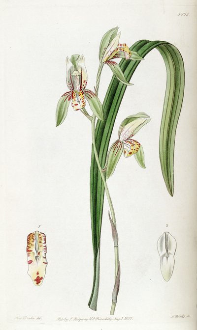 Cymbidium ensifolium door Miss Drake